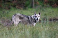 /album/saarloos-wolfdog-norway/image-18-jpg/